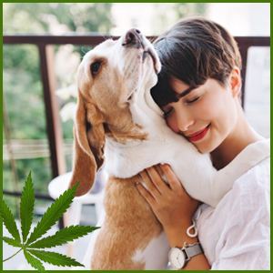 Pet Care Pet Care